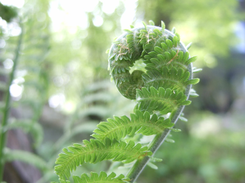 Farn (Botanischer Garten Zürich)